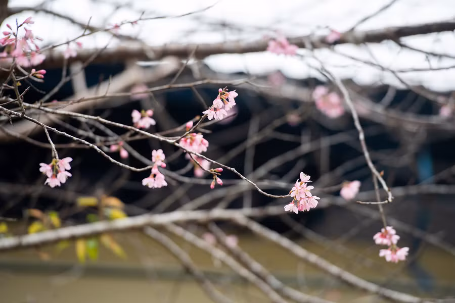 Hoa mai anh đào khoe sắc hồng trước mái hiên nhà.