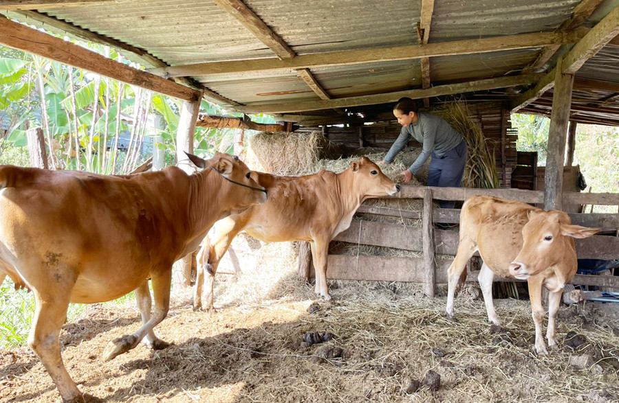 Bà Siu H&apos;Mớt phấn khởi vì nguồn vốn vay đầu tư chăn nuôi bò đem lại hiệu quả thiết thực. Ảnh: Hồng Thương