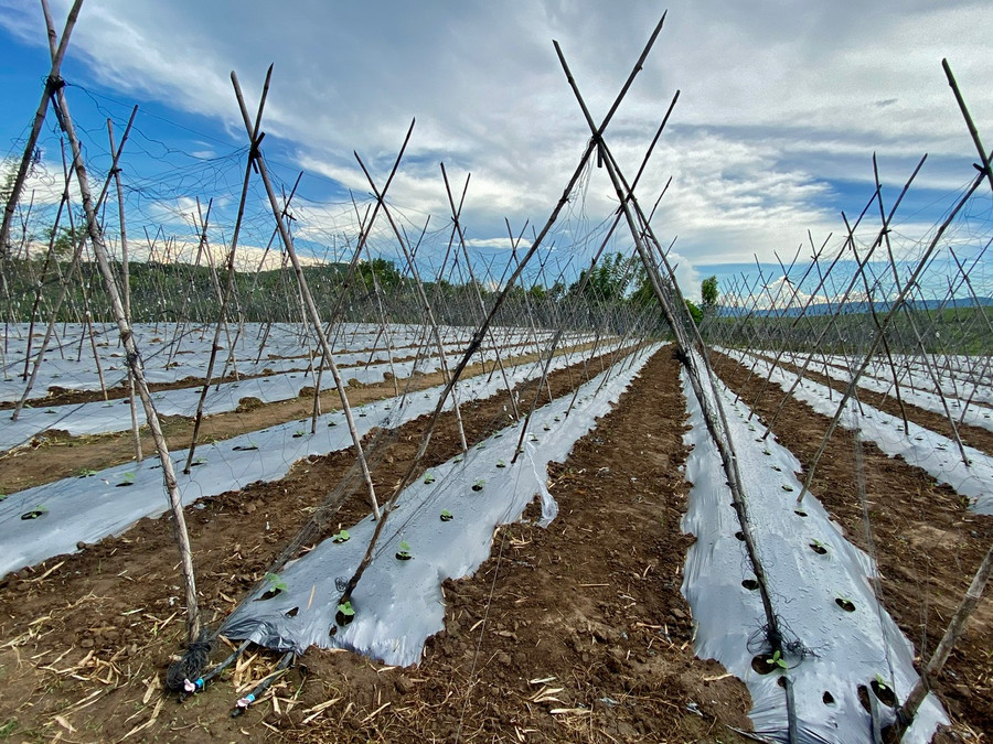Mô hình dưa lưới tưới nhỏ giọt đang thu hút người dân Đăk Pơ đầu tư. Ảnh: Thanh Tuấn