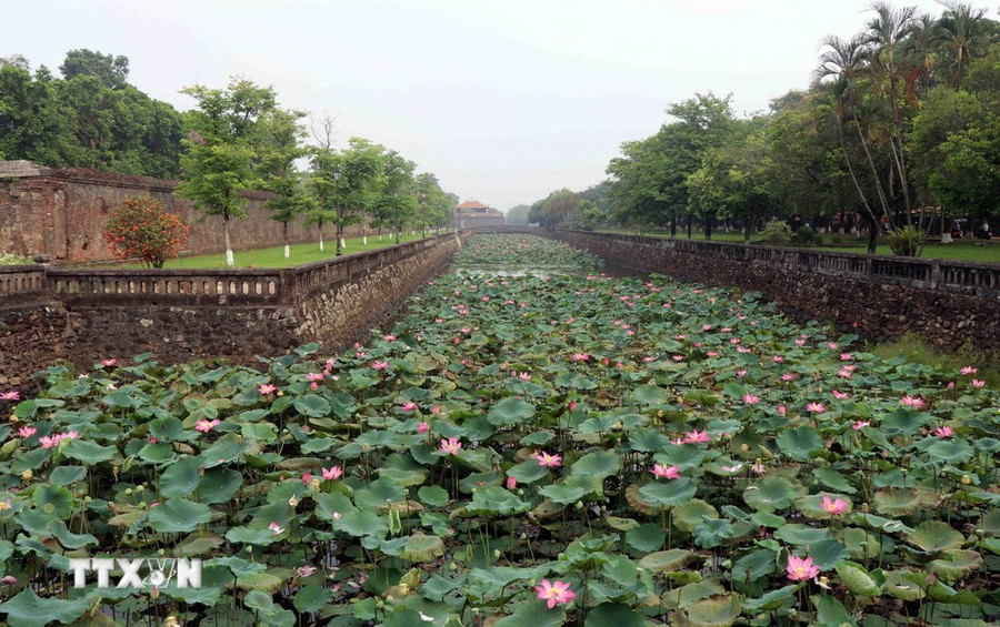 Hoa sen bung nở ở quanh khu vực Đại Nội, cố đô Huế. (Ảnh: Đỗ Trưởng/TTXVN)