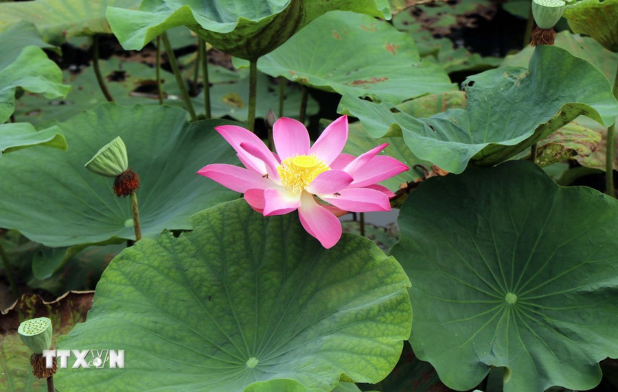 Hoa sen bung nở ở quanh khu vực Đại Nội, cố đô Huế- nằm trong chuỗi sự kiện Về miền Sen ngự. (Ảnh: Đỗ Trưởng/TTXVN)