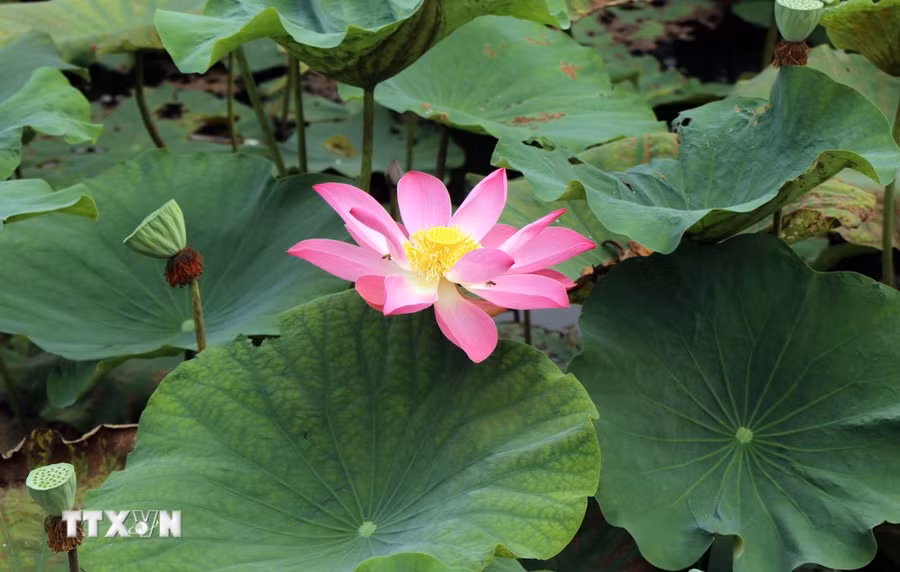 Hoa sen bung nở ở quanh khu vực Đại Nội, cố đô Huế- nằm trong chuỗi sự kiện Về miền Sen ngự. (Ảnh: Đỗ Trưởng/TTXVN)