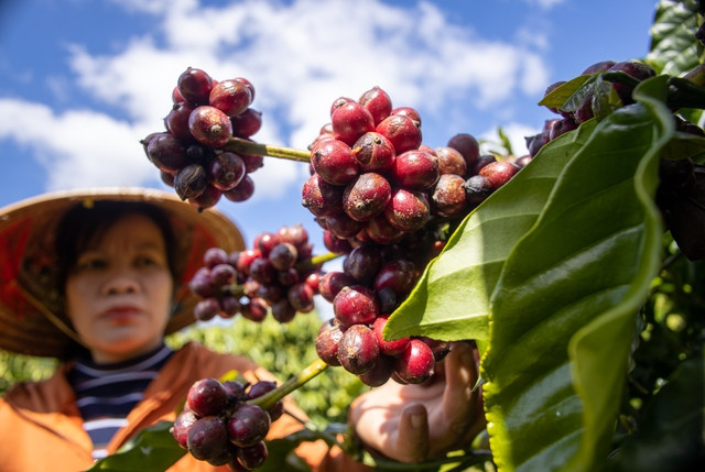 Giá cà phê tiếp tục giảm. Ảnh: MINH ĐĂNG Giá cà phê tiếp tục giảm. Ảnh: MINH ĐĂNG