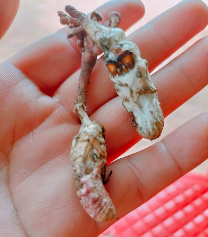 Loại nấm mọc từ nhộng ve sầu