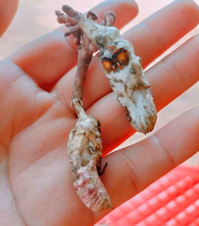 Loại nấm mọc từ nhộng ve sầu