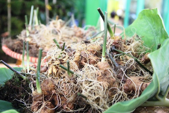 Công an Q.Cầu Giấy đề nghị Quảng Nam cung cấp thông tin 3 doanh nghiệp trồng sâm - Ảnh 2. Sâm Ngọc Linh bày bán tại phiên chợ. Ảnh: MẠNH CƯỜNG