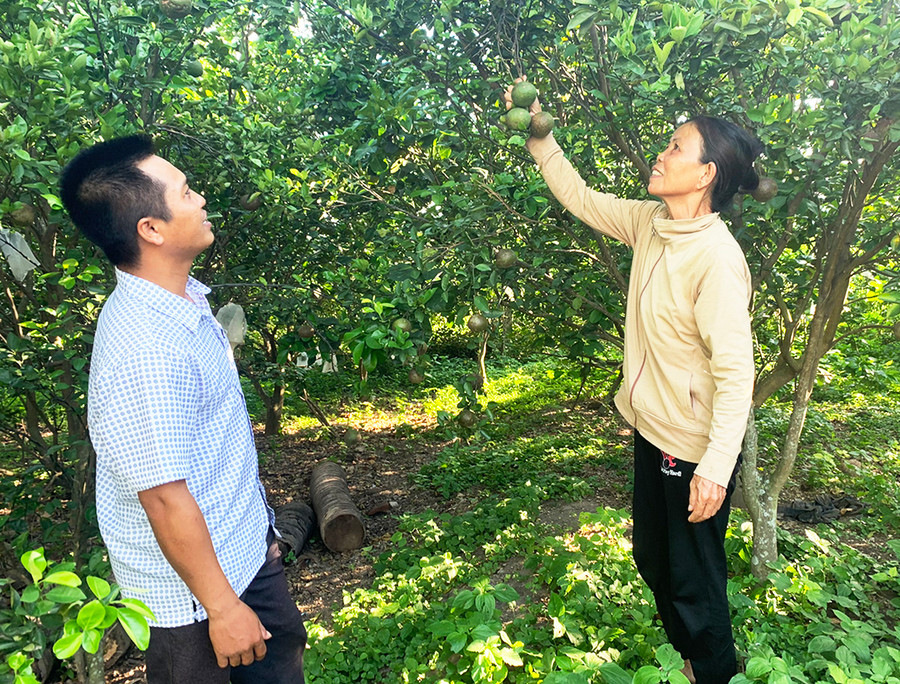 Nhờ ứng dụng khoa học kỹ thuật vào sản xuất, mô hình trồng cây ăn trái tại xã Ia Rtô mang lại hiệu quả kinh tế cao. Ảnh: Vũ Chi Nhờ ứng dụng khoa học kỹ thuật vào sản xuất, mô hình trồng cây ăn trái tại xã Ia Rtô mang lại hiệu quả kinh tế cao. Ảnh: Vũ Chi