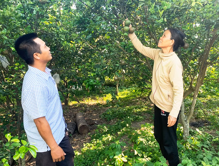 Nhờ ứng dụng khoa học kỹ thuật vào sản xuất, mô hình trồng cây ăn trái tại xã Ia Rtô mang lại hiệu quả kinh tế cao. Ảnh: Vũ Chi