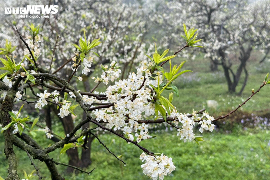 Mùa hoa mận ở Mộc Châu thường kéo dài khoảng hai tuần, tùy theo tình hình thời tiết và độ ẩm mà thời gian hoa nở có thể khác nhau mỗi năm. Đây cũng là dịp du khách có thể chiêm ngưỡng hoa nở trắng trời cao nguyên với sắc trắng tinh khôi của hoa mận trải dài khắp thung lũng.