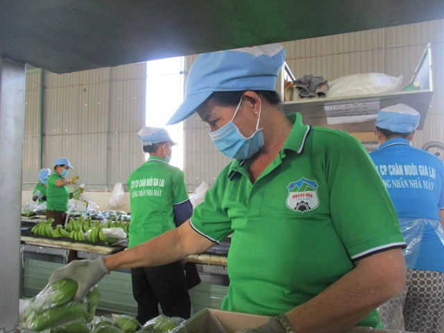 Công nhân HAGL đang sơ chế chuối xuất khẩu Công nhân HAGL đang sơ chế chuối xuất khẩu