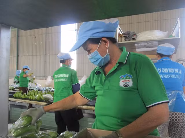 Công nhân HAGL đang sơ chế chuối xuất khẩu