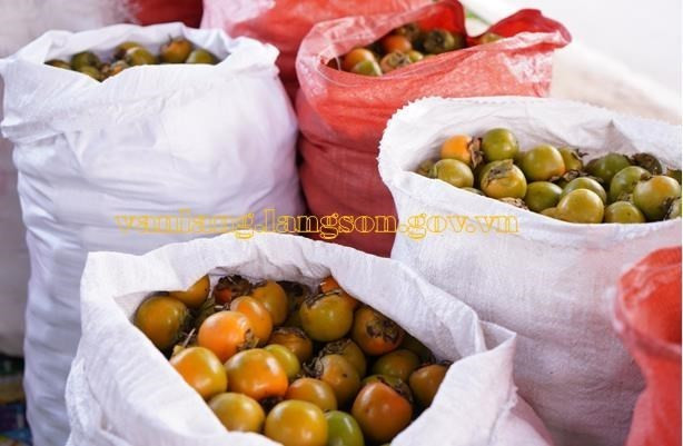 Thu mua hồng vành khuyên. (Nguồn: vanlang.langson.gov.vn) Thu mua hồng vành khuyên. (Nguồn: vanlang.langson.gov.vn)