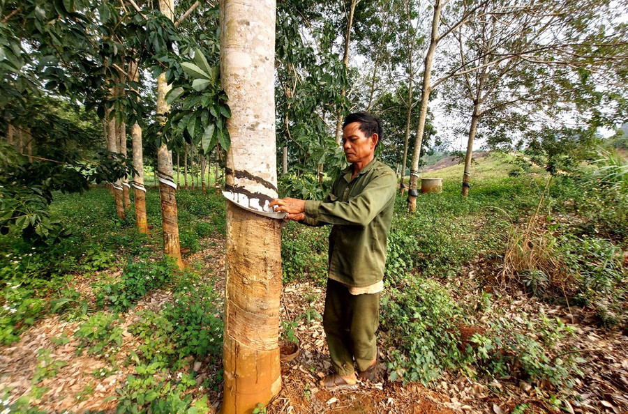 Ông Đinh Duih chăm sóc vườn cao su của gia đình. Ảnh: Thiên Di