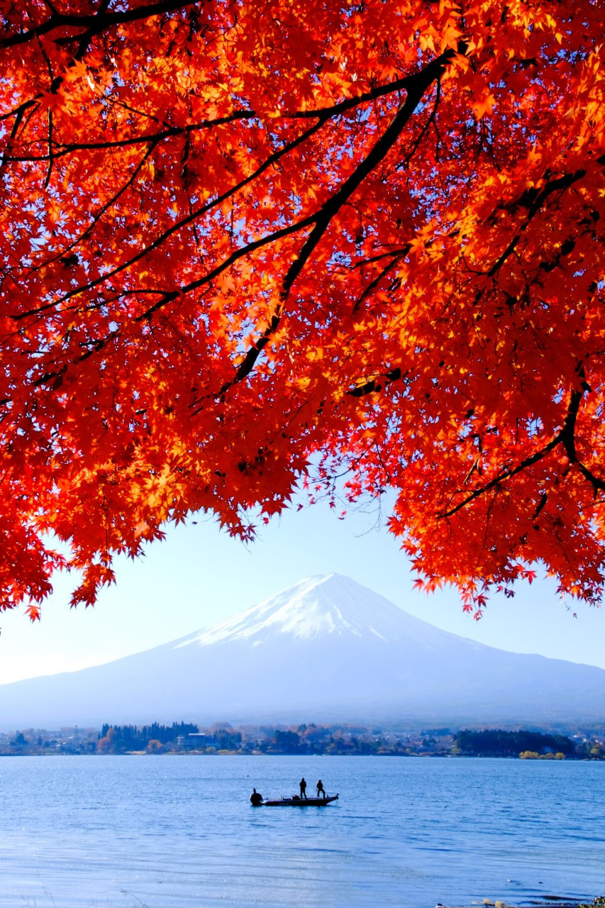 Xung quanh núi Phú Sĩ có tổng cộng 5 hồ nước, nhưng điểm ngắm lá đỏ đẹp nhất với hậu cảnh là ngọn núi mờ xa ở hồ Kawaguchi. Ảnh: MAI TRANG Xung quanh núi Phú Sĩ có tổng cộng 5 hồ nước, nhưng điểm ngắm lá đỏ đẹp nhất với hậu cảnh là ngọn núi mờ xa ở hồ Kawaguchi. Ảnh: MAI TRANG