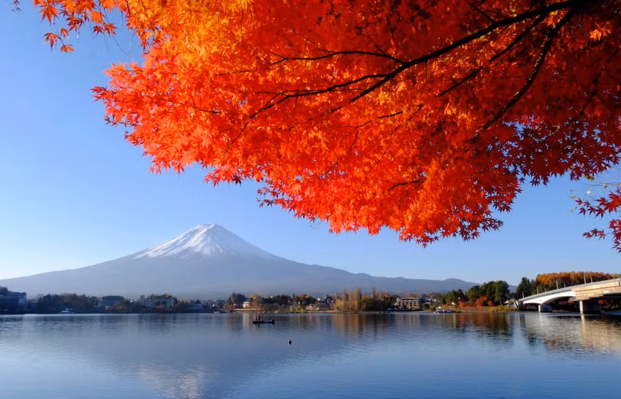 Du khách có thể chiêm ngưỡng khung cảnh đẹp nhất của núi Phú Sĩ dưới những tán lá phong rực đỏ từ bờ phía bắc của hồ. Ảnh: MAI TRANG