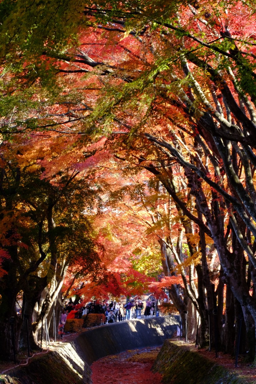 "Đường hầm lá phong". Ảnh: MAI TRANG "Đường hầm lá phong". Ảnh: MAI TRANG