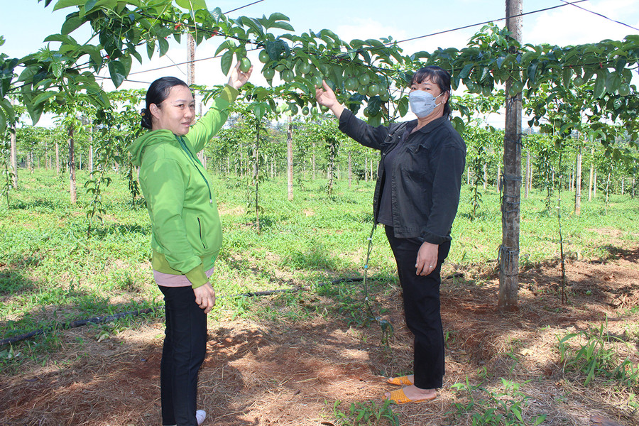 Mô hình liên kết sản xuất chanh dây theo tiêu chuẩn VietGAP tại xã Ia Phìn (huyện Chư Prông) được HTX Nông nghiệp Tiến Phát Gia Lai bao tiêu sản phẩm. Ảnh: Nguyễn Diệp Mô hình liên kết sản xuất chanh dây theo tiêu chuẩn VietGAP tại xã Ia Phìn (huyện Chư Prông) được HTX Nông nghiệp Tiến Phát Gia Lai bao tiêu sản phẩm. Ảnh: Nguyễn Diệp