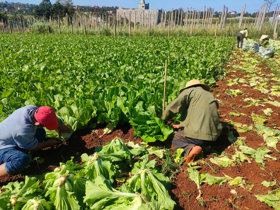 Nông dân xã Trà Đa áp dụng tiến bộ khoa học kỹ thuật để nâng cao hiệu quả sản xuất. Ảnh: Thanh Nhật Nông dân xã Trà Đa áp dụng tiến bộ khoa học kỹ thuật để nâng cao hiệu quả sản xuất. Ảnh: Thanh Nhật