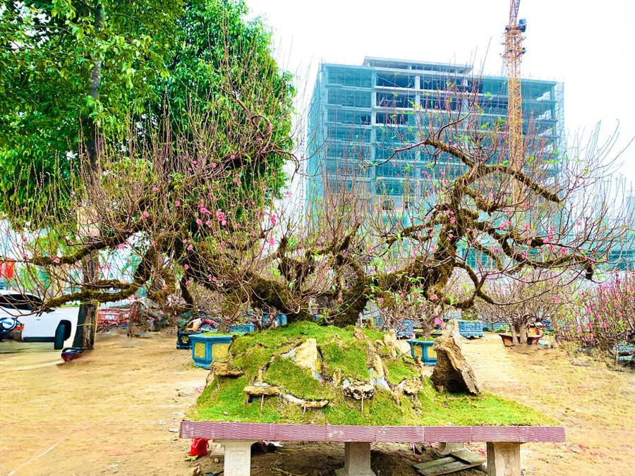 Cận cảnh cây đào Nhật Tân cổ thụ thế rồng bay, ẩn mình trong rêu phong đang khoe sắc trên đại lộ Lê-Nin (phường Hà Huy Tập, thành phố Vinh, tỉnh Nghệ An). Ảnh: Quỳnh Trang