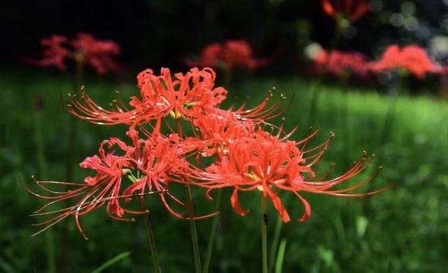 Hoa bỉ ngạn đỏ. CHỤP TỪ CGTN