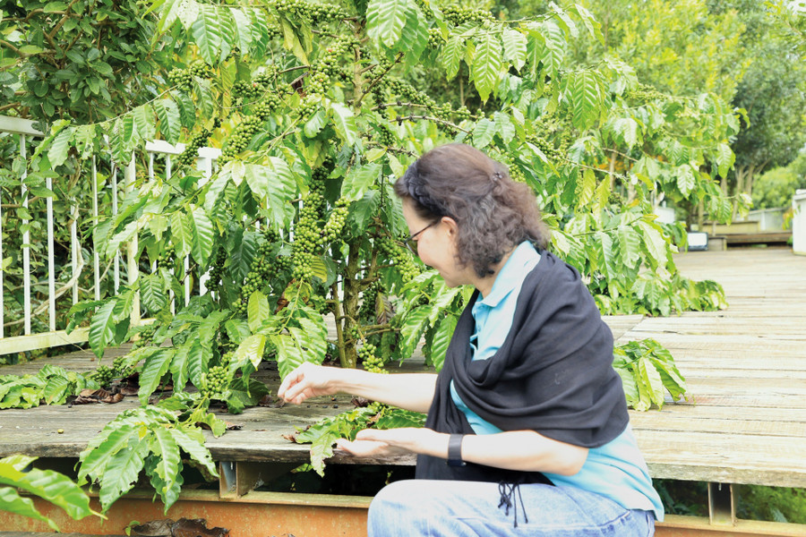 Lối đi trên cầu gỗ vừa giảm độ dốc của địa hình, vừa khiến du khách an toàn hơn trong khi di chuyển, mà lại tạo cảm giác phấn khích khi có thể chụp ảnh ở bất kỳ góc độ nào