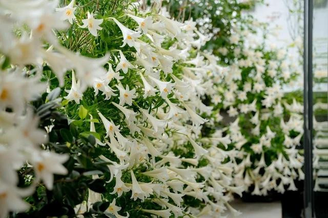 Chị Liên chọn 2.5000 bông loa kèn đơn vì dễ cắm và dễ tạo dáng. ẢNH NVCC Chị Liên chọn 2.5000 bông loa kèn đơn vì dễ cắm và dễ tạo dáng. ẢNH NVCC