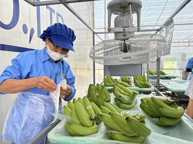 Bộ Công thương dự báo xuất khẩu rau quả năm 2024 sẽ tiếp tục khởi sắc. Ảnh: Phan Hậu Bộ Công thương dự báo xuất khẩu rau quả năm 2024 sẽ tiếp tục khởi sắc. Ảnh: Phan Hậu