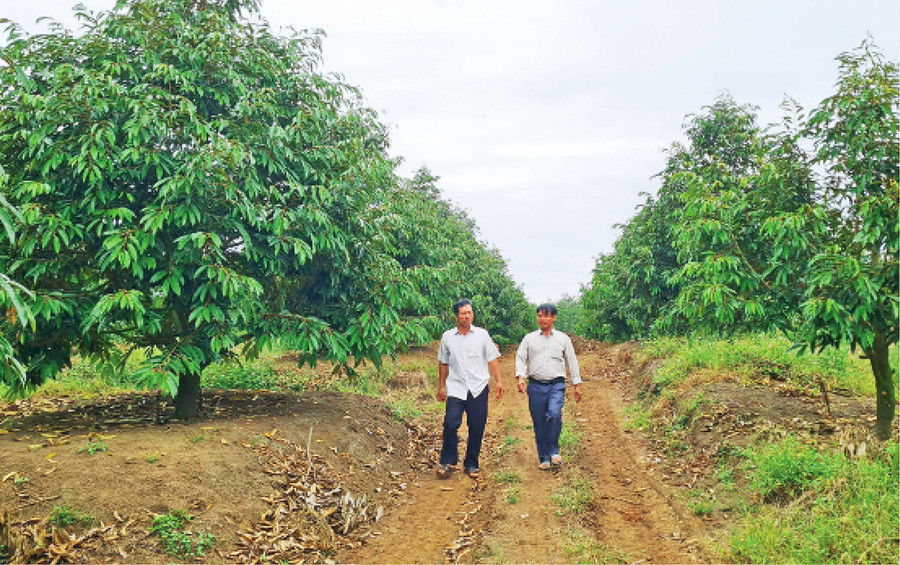 Ông Hoàng Văn Trọn (bên phải, làng Grôn, xã Ia Kriêng, huyện Đức Cơ) kiểm tra vườn sầu riêng của gia đình. Ảnh: Phạm Ngọc