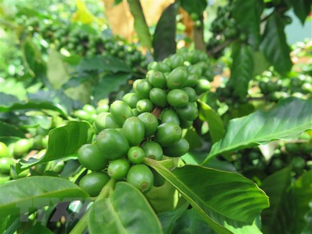 Càphê xứ lạnh Arabica tại Kon Tum được đánh giá cao về chất lượng, mang lại giá trị kinh tế cho người trồng. (Ảnh: Dư Toán/TTXVN) Càphê xứ lạnh Arabica tại Kon Tum được đánh giá cao về chất lượng, mang lại giá trị kinh tế cho người trồng. (Ảnh: Dư Toán/TTXVN)