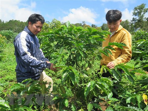 Vườn càphê xứ lạnh 20ha của Công ty TNHH Việt Khang Nông (huyện Kon Plông, tỉnh Kon Tum) cho thu về gần 4 tỷ đồng mỗi năm. (Ảnh: Dư Toán/TTXVN) Vườn càphê xứ lạnh 20ha của Công ty TNHH Việt Khang Nông (huyện Kon Plông, tỉnh Kon Tum) cho thu về gần 4 tỷ đồng mỗi năm. (Ảnh: Dư Toán/TTXVN)