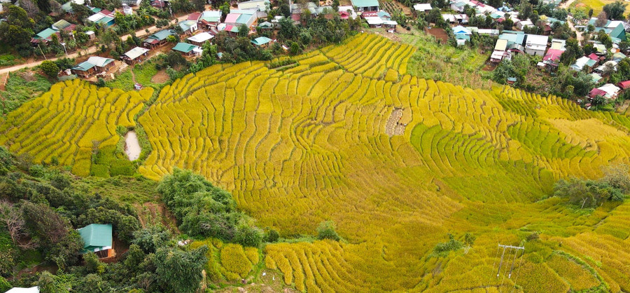 Những thửa ruộng bậc thang đang vào thời kỳ chín rộ tạo thành mảng màu đẹp, ấn tượng. Những thửa ruộng bậc thang đang vào thời kỳ chín rộ tạo thành mảng màu đẹp, ấn tượng.