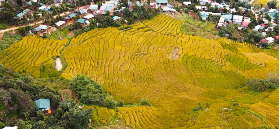 Những thửa ruộng bậc thang đang vào thời kỳ chín rộ tạo thành mảng màu đẹp, ấn tượng.