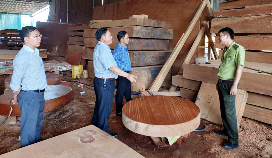 Lực lượng chức năng kiểm tra tại một cơ sở chế biến gỗ ở xã Hải Yang, huyện Đak Đoa. Ảnh: N.H Lực lượng chức năng kiểm tra tại một cơ sở chế biến gỗ ở xã Hải Yang, huyện Đak Đoa. Ảnh: N.H