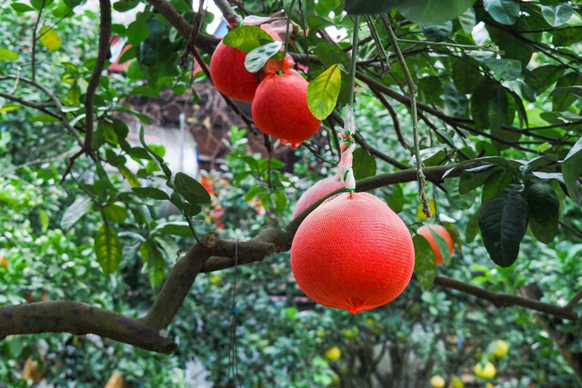 Tất cả sản phẩm bưởi đỏ đều được dán tem truy xuất nguồn gốc. Người mua hàng có thể dùng điện thoại thông minh quét mã để tra thông tin về nguồn gốc, xuất xứ, quy trình trồng bưởi đỏ Đông Cao