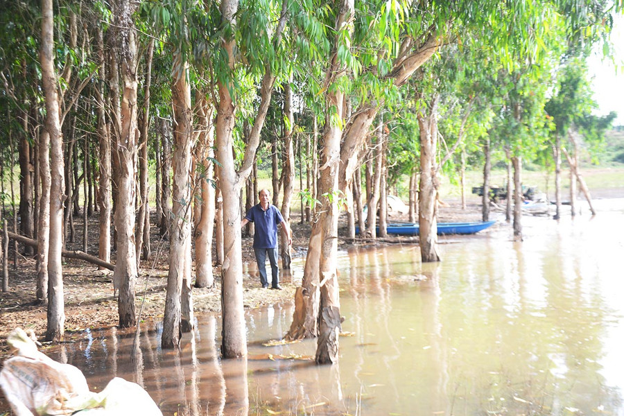 Một góc rừng tràm ven hồ thủy điện Ia Ly (huyện Chư Păh). Ảnh: Hoàng Cư