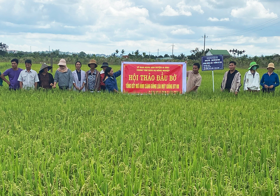 Nông dân tham quan mô hình sản xuất lúa ĐT 100 tại cánh đồng làng Breng 3, xã Ia Dêr, huyện Ia Grai. Ảnh: Phương Lộc Nông dân tham quan mô hình sản xuất lúa ĐT 100 tại cánh đồng làng Breng 3, xã Ia Dêr, huyện Ia Grai. Ảnh: Phương Lộc