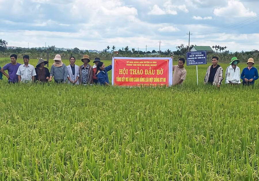 Nông dân tham quan mô hình sản xuất lúa ĐT 100 tại cánh đồng làng Breng 3, xã Ia Dêr, huyện Ia Grai. Ảnh: Phương Lộc
