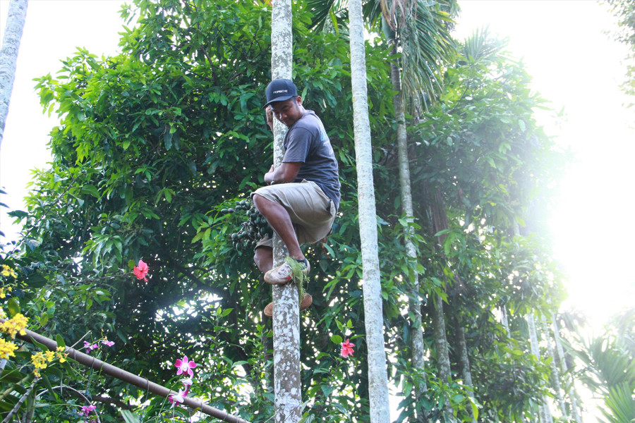 Để leo cau, Hà chỉ sử dụng mỗi chiếc bao tải cuộn thành vòng tròn ở chân. Ảnh: Tiến Thoại Để leo cau, Hà chỉ sử dụng mỗi chiếc bao tải cuộn thành vòng tròn ở chân. Ảnh: Tiến Thoại