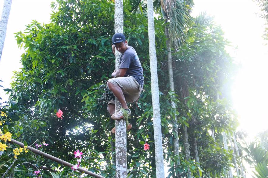 Để leo cau, Hà chỉ sử dụng mỗi chiếc bao tải cuộn thành vòng tròn ở chân. Ảnh: Tiến Thoại