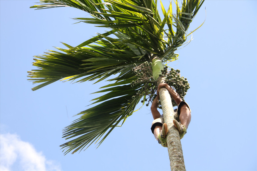 Mỗi cây cau Hà leo có chiều cao từ 15 - 17m. Ảnh: Tiến Thoại Mỗi cây cau Hà leo có chiều cao từ 15 - 17m. Ảnh: Tiến Thoại