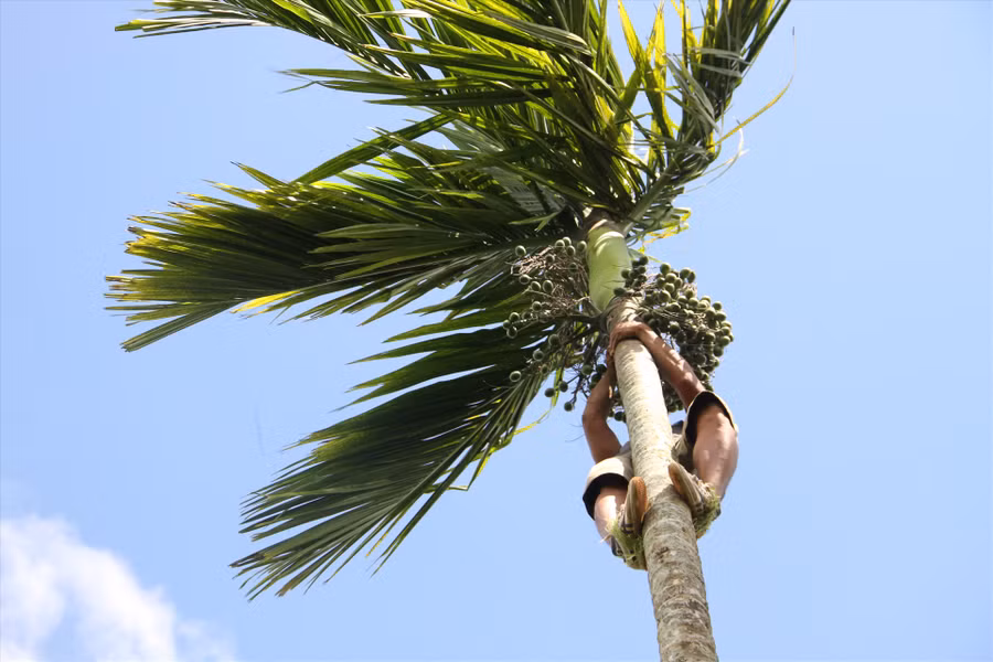 Mỗi cây cau Hà leo có chiều cao từ 15 - 17m. Ảnh: Tiến Thoại