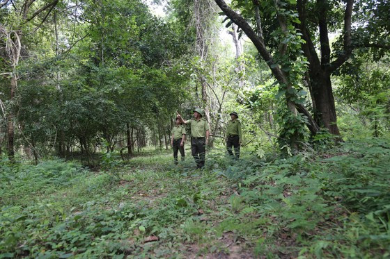 Rừng quốc gia Yok Đôn (Tây Nguyên) có tiềm năng rất lớn trong việc xây dựng tín chỉ carbon Rừng quốc gia Yok Đôn (Tây Nguyên) có tiềm năng rất lớn trong việc xây dựng tín chỉ carbon