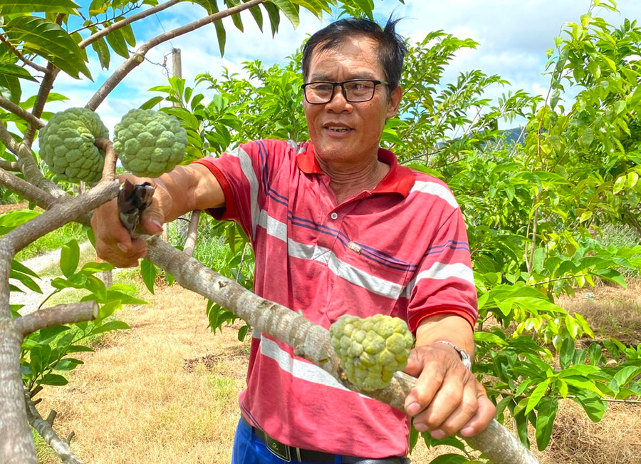 Ông Lê Tấn Đức (tổ 6, phường An Bình) có thu nhập cao hơn 50-70 triệu đồng/năm sau khi chuyển đổi từ cây mía sang trồng cây ăn quả. Ảnh: N.M Ông Lê Tấn Đức (tổ 6, phường An Bình) có thu nhập cao hơn 50-70 triệu đồng/năm sau khi chuyển đổi từ cây mía sang trồng cây ăn quả. Ảnh: N.M