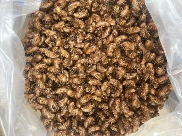 Xác ve sầu được sử dụng làm thuốc đông y đã từ lâu nhưng không thông dụng. Ảnh: TRANG ANH Xác ve sầu được sử dụng làm thuốc đông y đã từ lâu nhưng không thông dụng. Ảnh: TRANG ANH