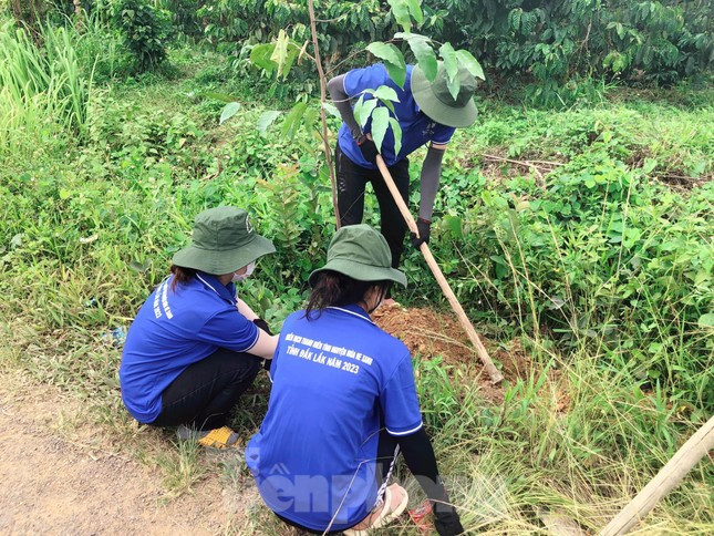 Thanh niên tình nguyện giúp người dân vặt chồi, làm cỏ cà phê ảnh 11