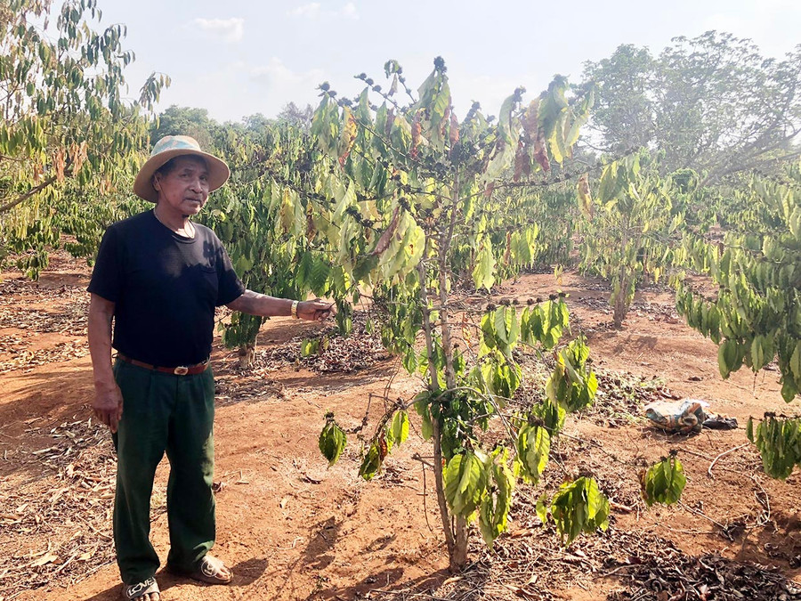 Vườn cà phê của gia đình ông Rơ Mah Lel (làng Lung Prong, xã Ia Kriêng, huyện Đức Cơ) được giải hạn sau nhiều tháng không có nước tưới. Ảnh: L.N