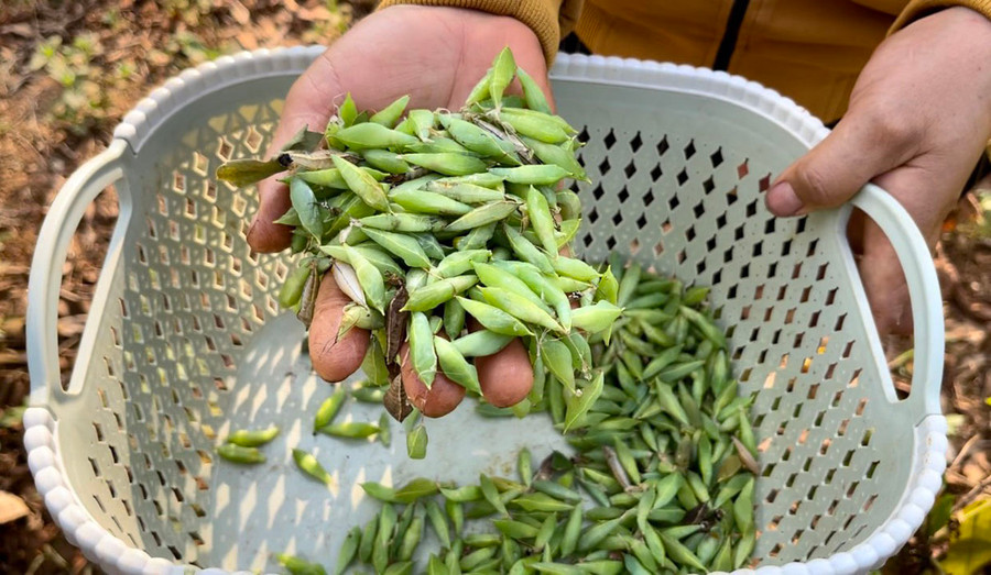 Một số người dân thường bắt côn trùng, sâu bọ, nhộng… làm thức ăn tiềm ẩn nguy cơ ngộ độc thực phẩm. Ảnh: Như Nguyện Một số người dân thường bắt côn trùng, sâu bọ, nhộng… làm thức ăn tiềm ẩn nguy cơ ngộ độc thực phẩm. Ảnh: Như Nguyện