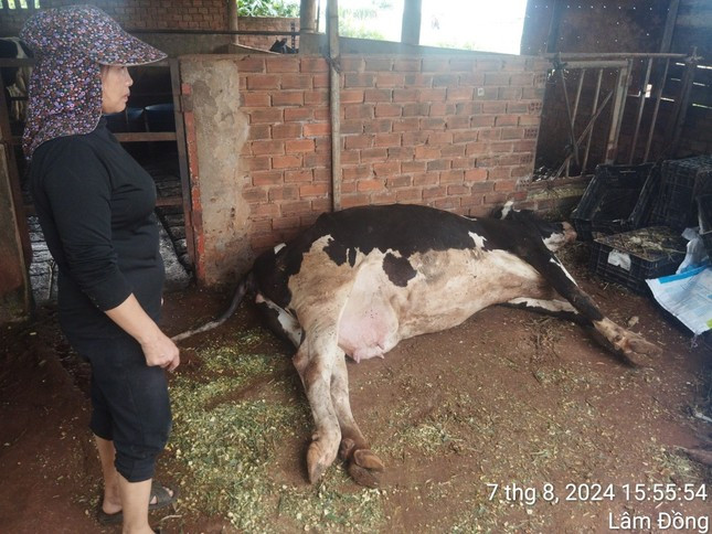 Người dân thẫn thờ nhìn bò chết nhưng không làm được gì Người dân thẫn thờ nhìn bò chết nhưng không làm được gì