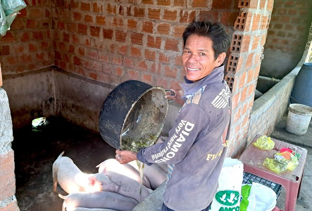 Chồng bà Nay Hyơk chăm sóc đàn lợn để bán lấy tiền chuộc ruộng. Chồng bà Nay Hyơk chăm sóc đàn lợn để bán lấy tiền chuộc ruộng.