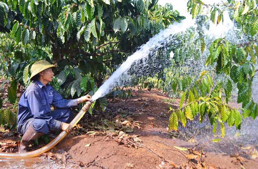 Người dân xã Ia Sao (huyện Ia Grai) tưới nước cho cây cà phê. Ảnh: Gia Hưng